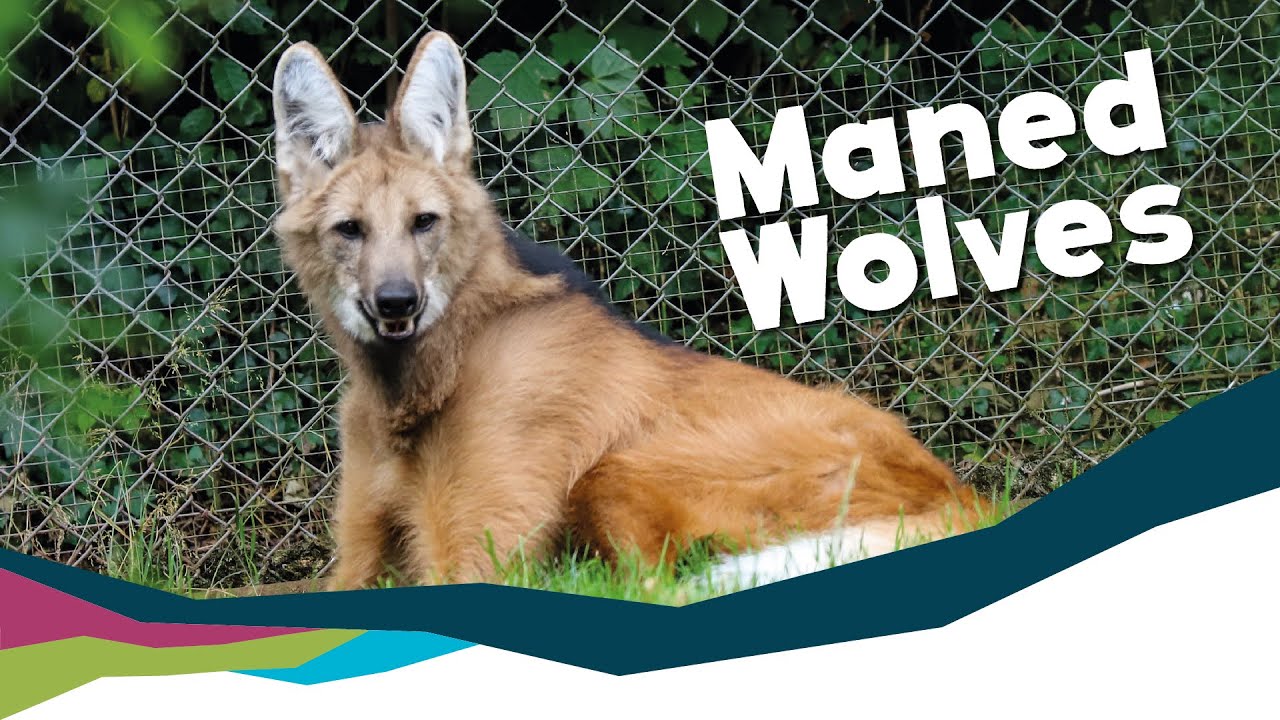 Keeper Talk -  Maned Wolves