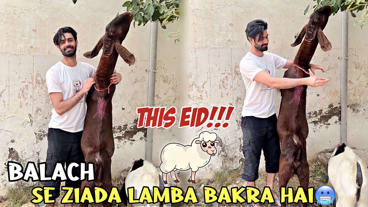 Itna lamba bakra😱 iski Qeemat kiya hogi? ♥️ 7 FEET TALL
