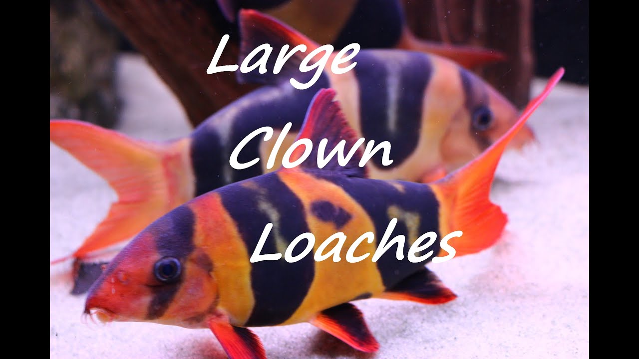 Large Clown Loaches - Chromobotia macracanthus