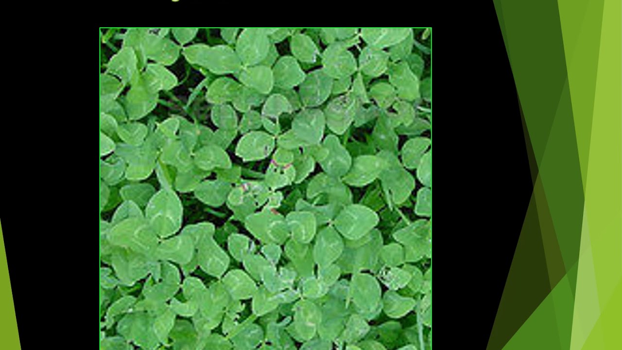 MORFOLOGIA DE LAS FORRAJERAS LEGUMINOSAS 2020