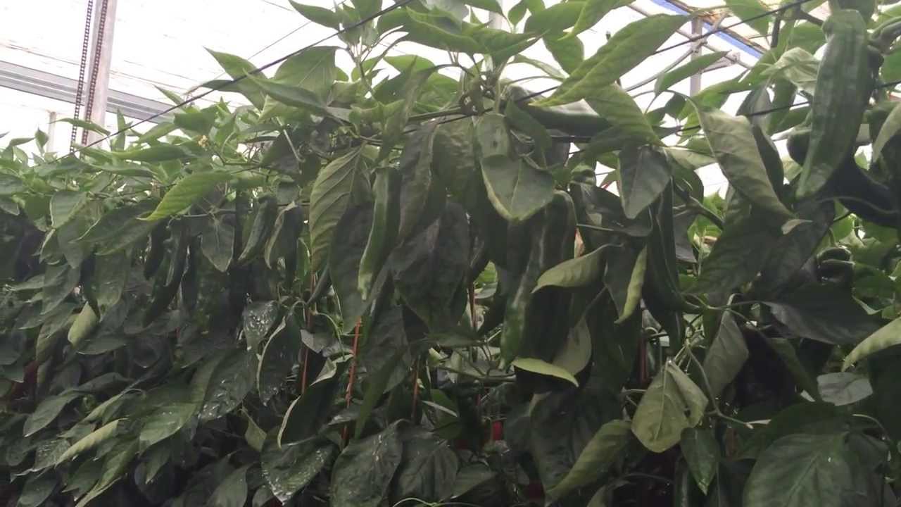 Pimiento Palermo