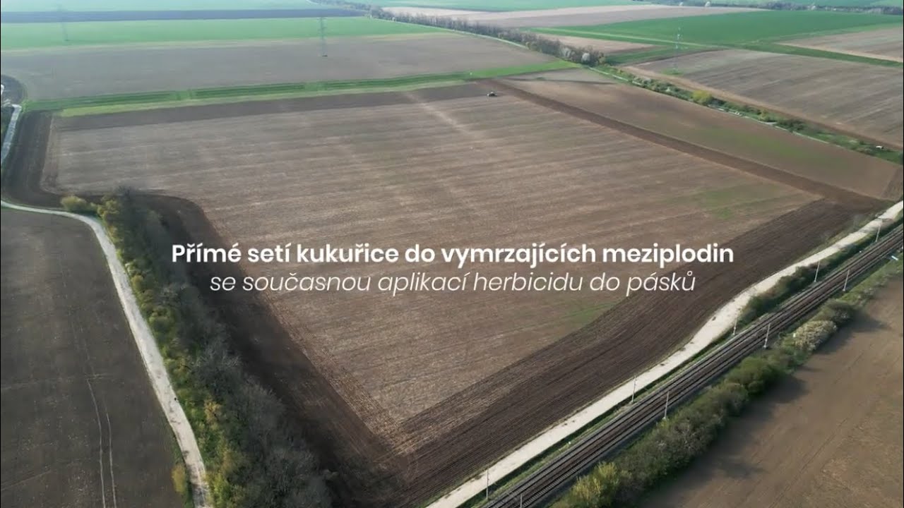 Přímé setí kukuřice do vymrzajících meziplodin
