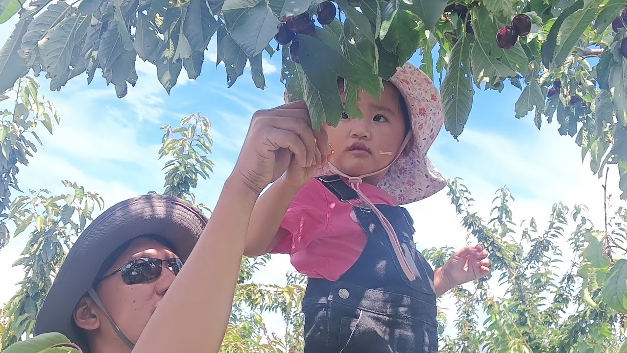 Cherry picking at hanmer | Jan 5,2026. 