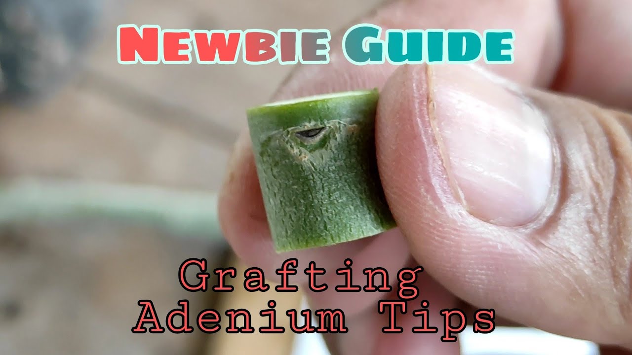 (Adenium Grafting Tips) The proper cutting of scion for grafting