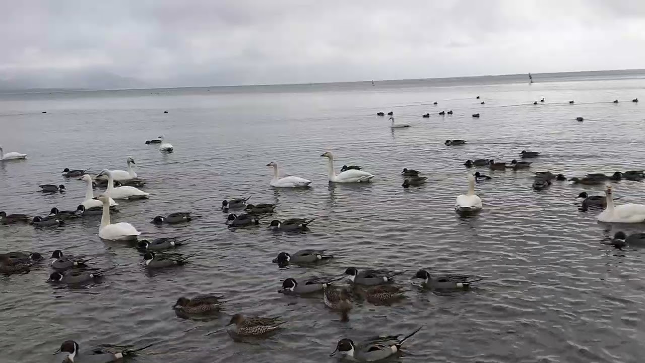 猪苗代湖 長浜 白鳥