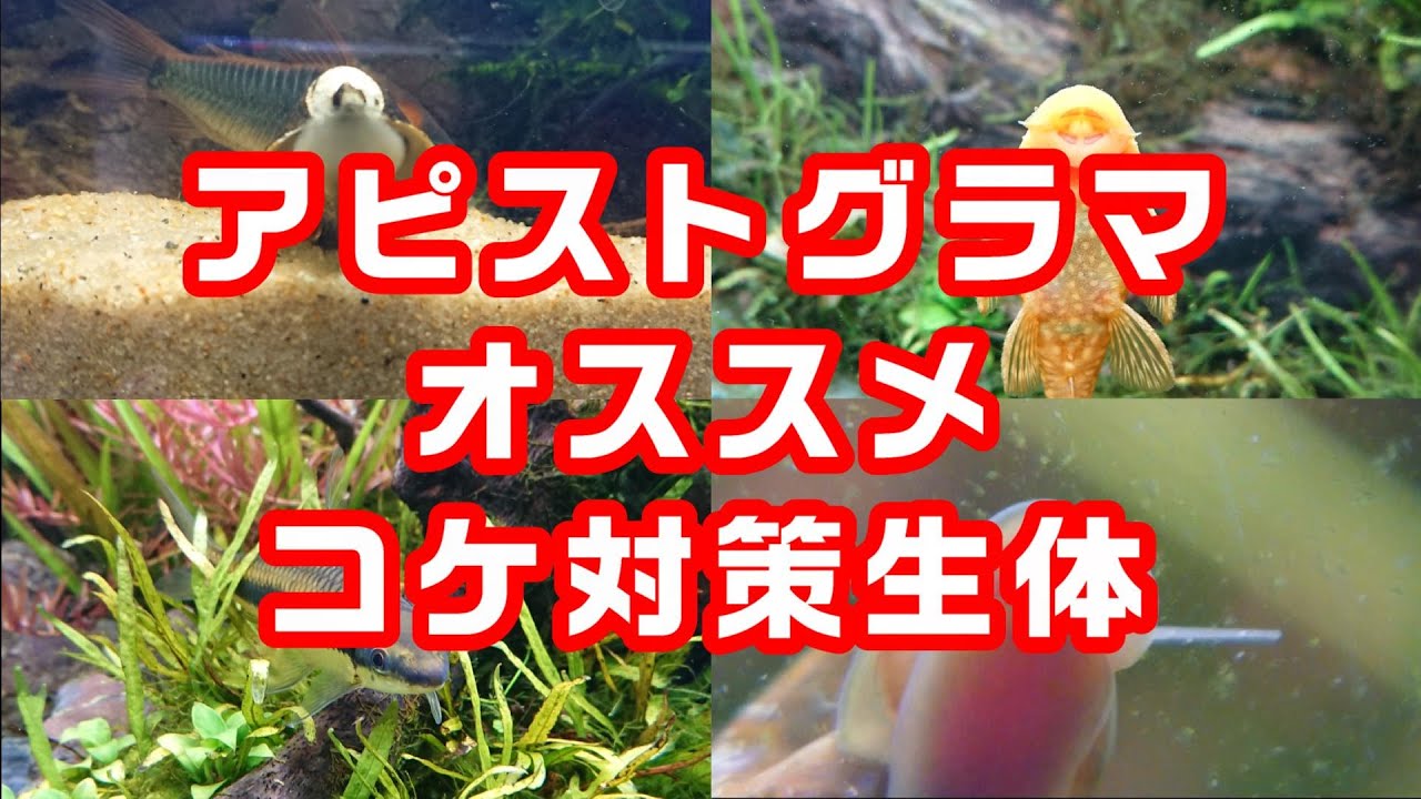 No.178 アピストグラマのコケ対策にはコレがイイ