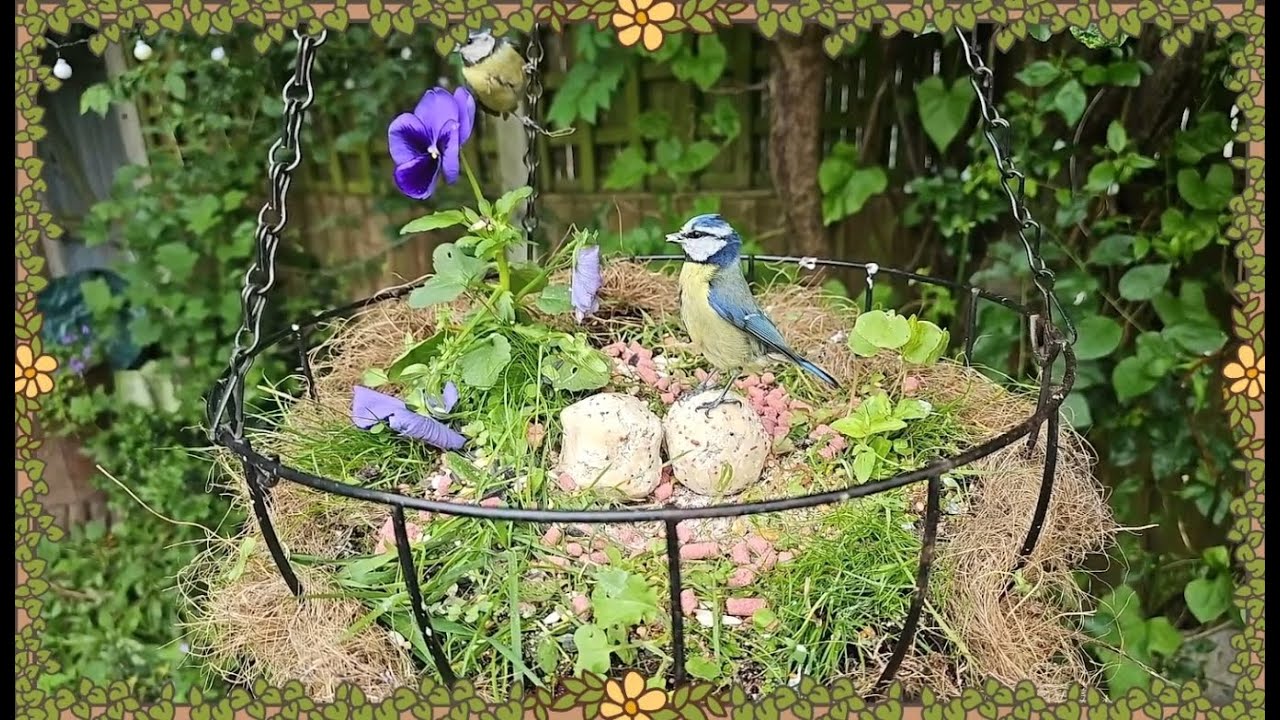 Teapot's Live Wildlife Cam! Work Lurk, Dog TV & Cat TV With Cosy Music ʕ ◕ᴥ◕ ʔ [18/06/2024]