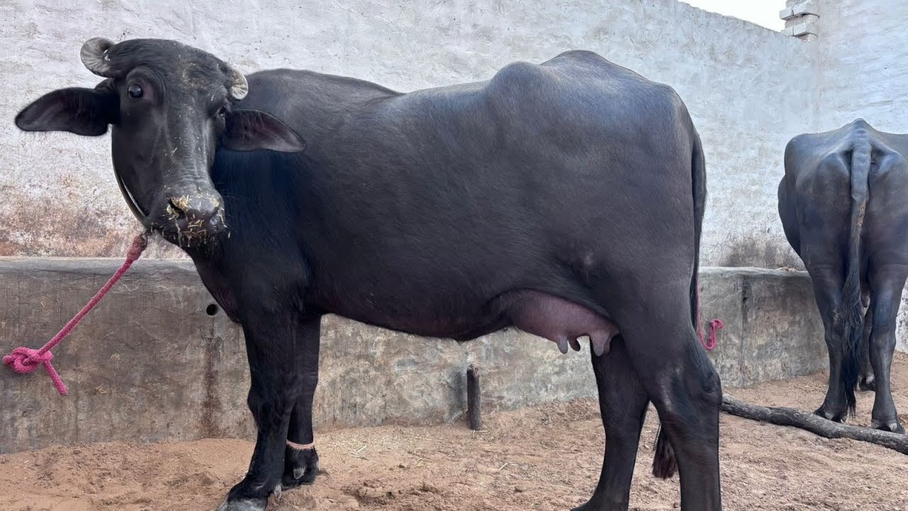 #Raka की बेटी 👌1st Lactation    👍#Live_Milking Empty Time-7.885 Kg,1st Time #ABC_Veeravalli_Progeny