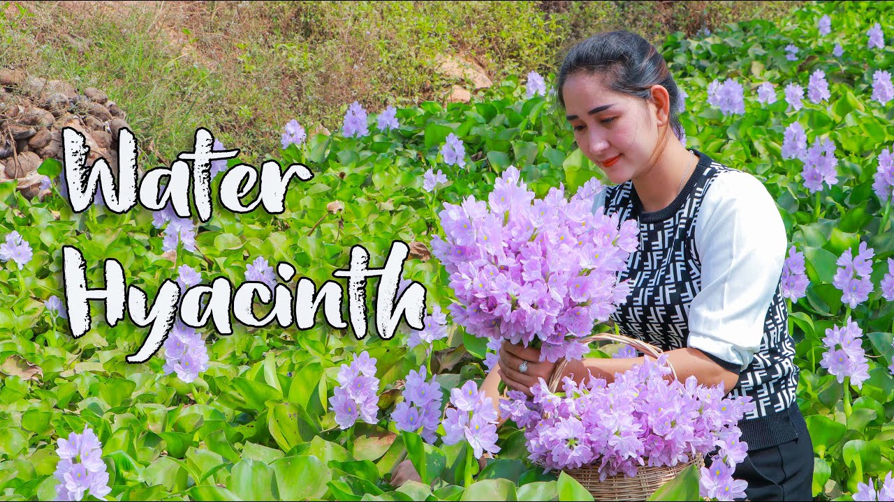 Found beautiful water hyacinth | Collect water hyacinth for sour cooking | Healthy food cooking