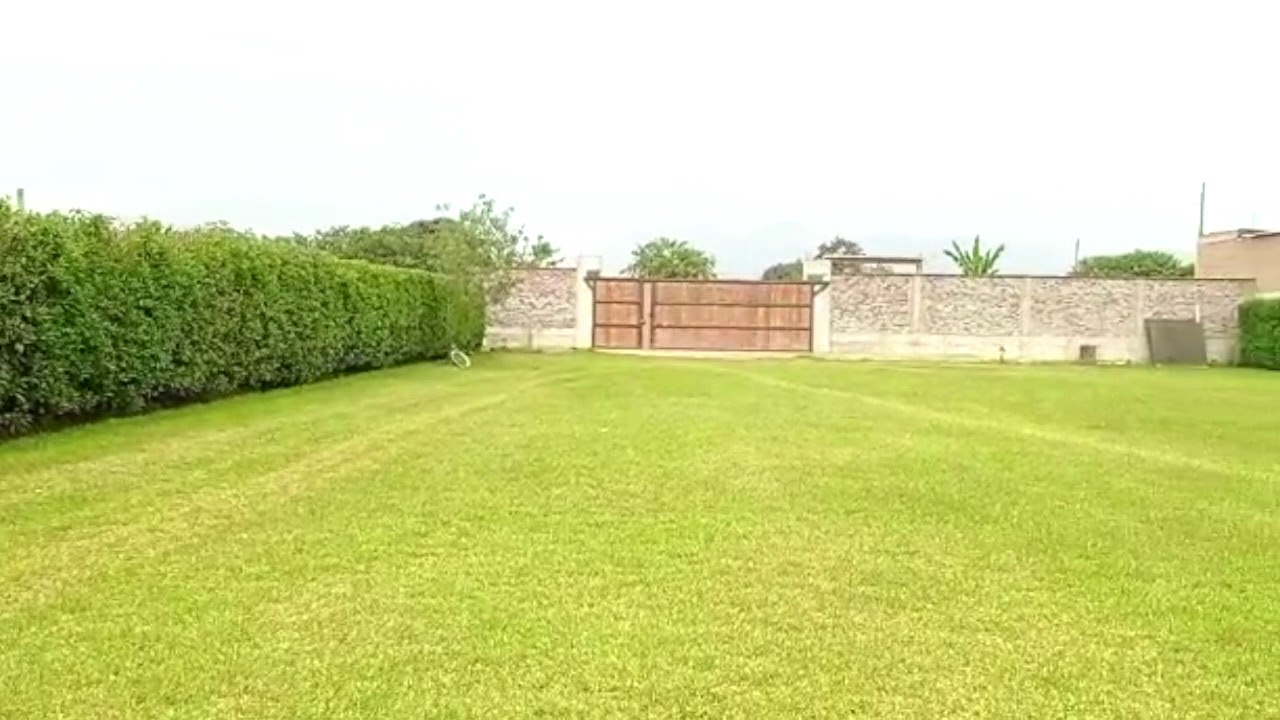 Cerco vivo con GRASS para eventos en LURIN - Perú