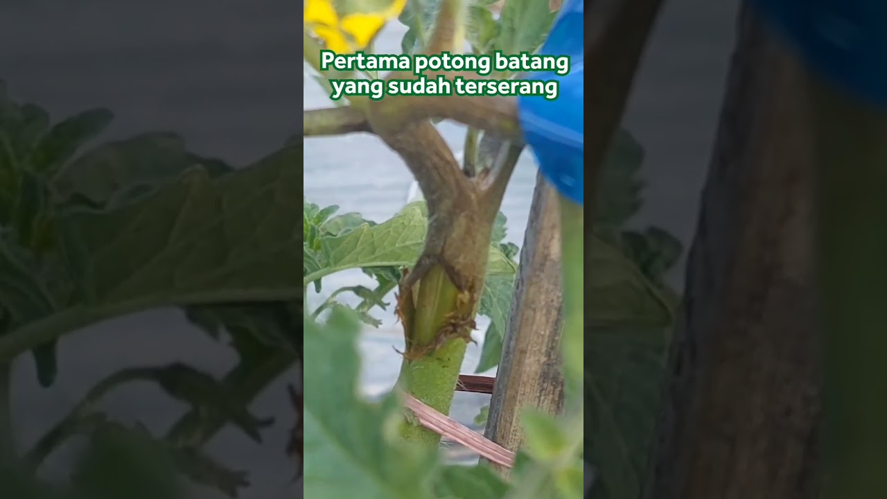 Sikat Busuk Batang pada Cabai & Tomat 🌶️🍅 #bisatani #busukbatang  #cabai #tomato