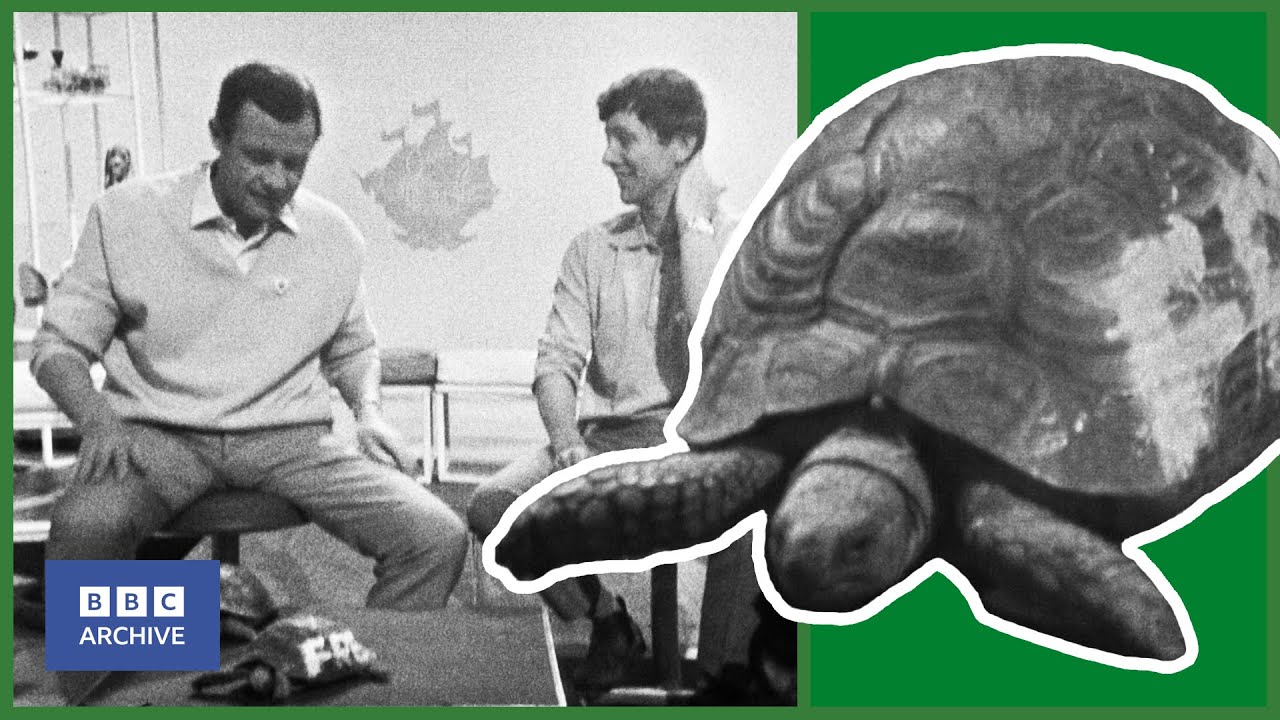 1967: FRED the TORTOISE is REALLY A GIRL | Blue Peter | Animal Magic | BBC Archive