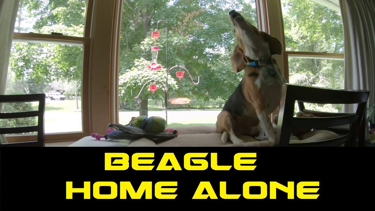 Beagle Home Alone
