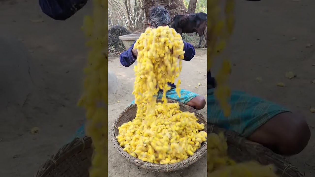 Why is Mulberry silk so expensive? || Mulberry Silk Fabric Process || Mulberry Silk Fabric || Silk