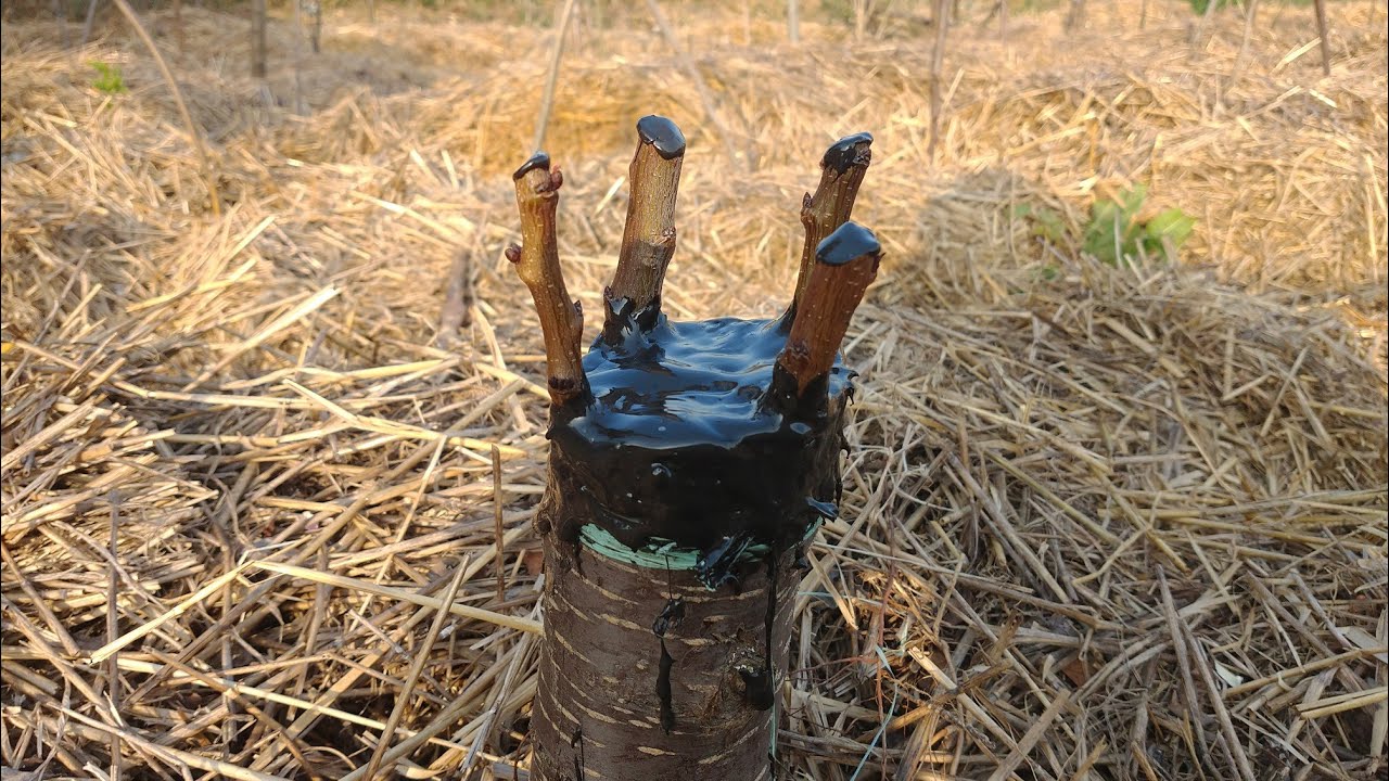 Innesti fine Marzo 2022 (Corona, gemma vegetante, spacco e doppio spacco)