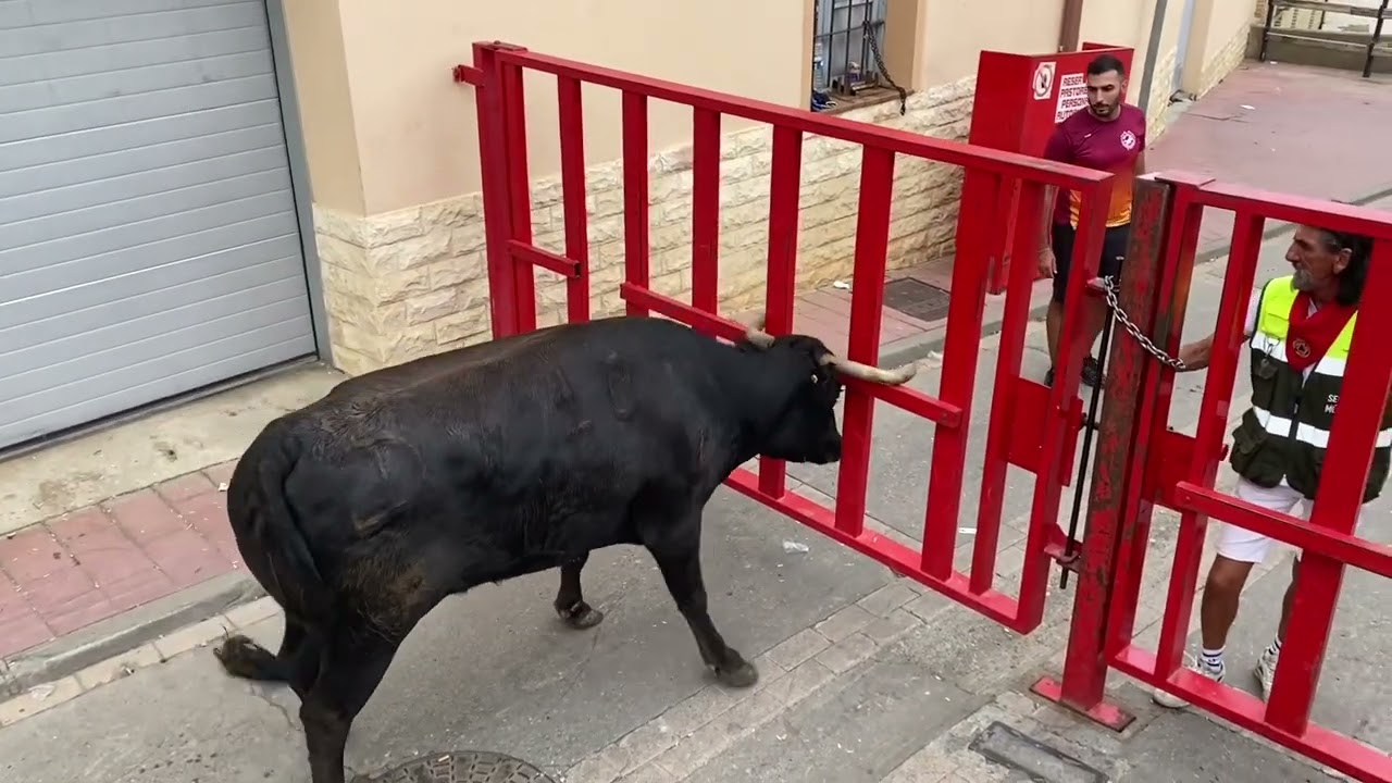 Encierro de veinte capones y vacas en Milagro, Navarra. 