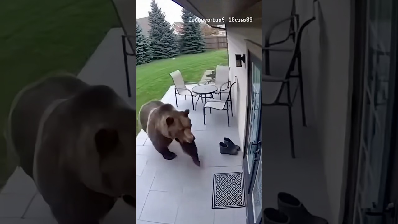 Bear Tries to Enter House— Dogo Argentino Fights Him Off! 
