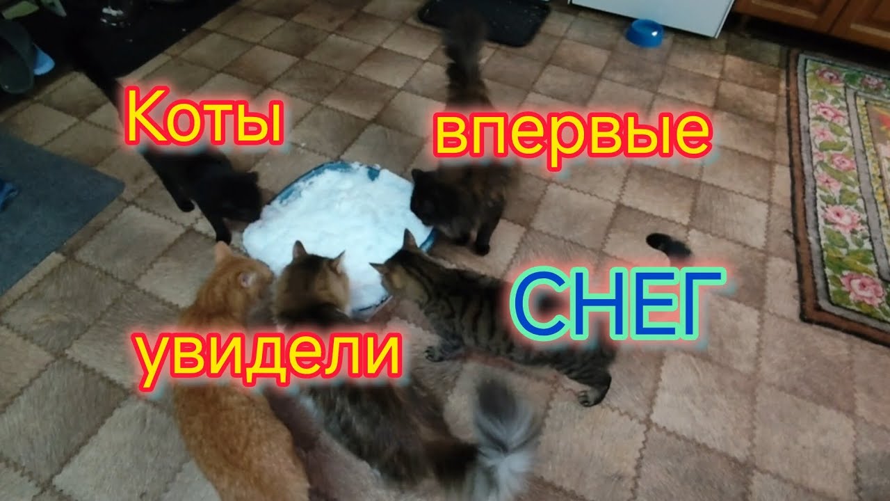 Коты впервые увидели СНЕГ/Генералим/Навалило СНЕГА