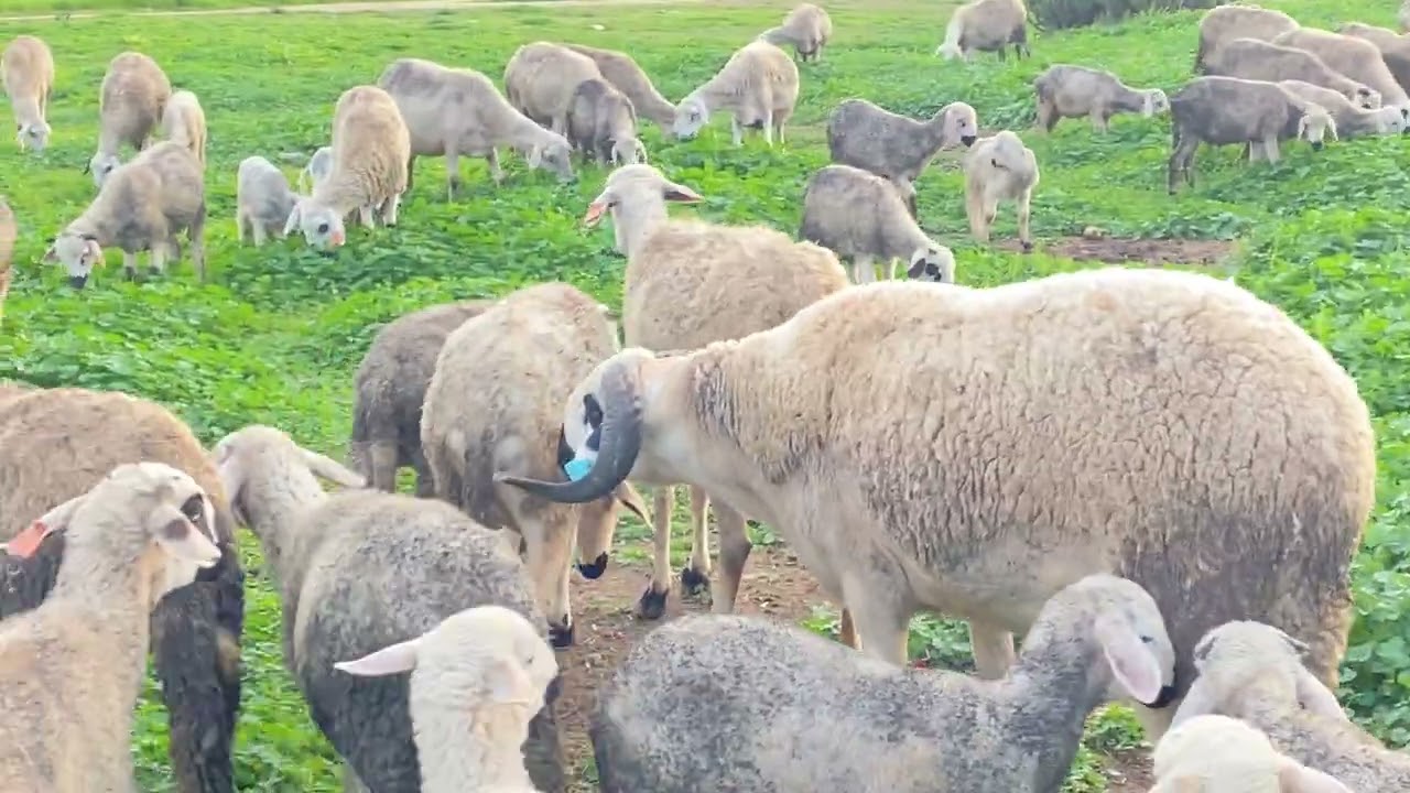 الغنم بدات كتعمر تبارك الله او ربيع موجود