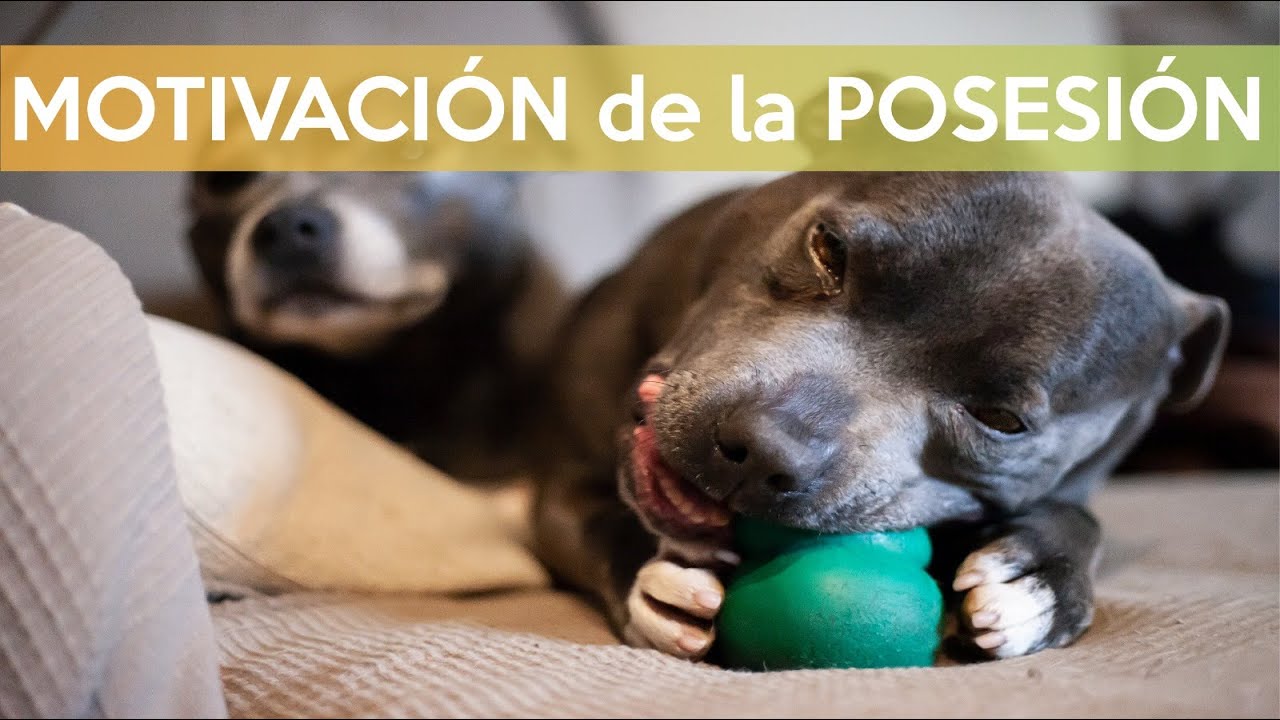 MOTIVACIONES CANINAS, motivación posesiva (PROTECCIÓN DE RECURSOS), TIPS, GUÍA, CAUSAS