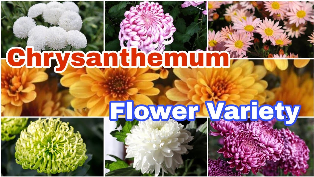 14 Different Types of Chrysanthemum Varieties | Chrysanthemum Flower
