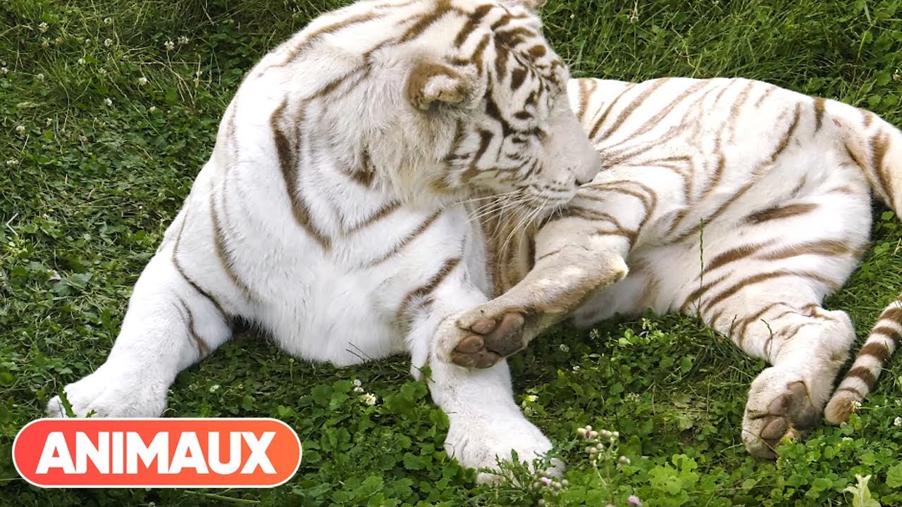 En quoi le Parc des Félins est-il différent des autres zoos ? Patrick Jardin nous répond - Animaux