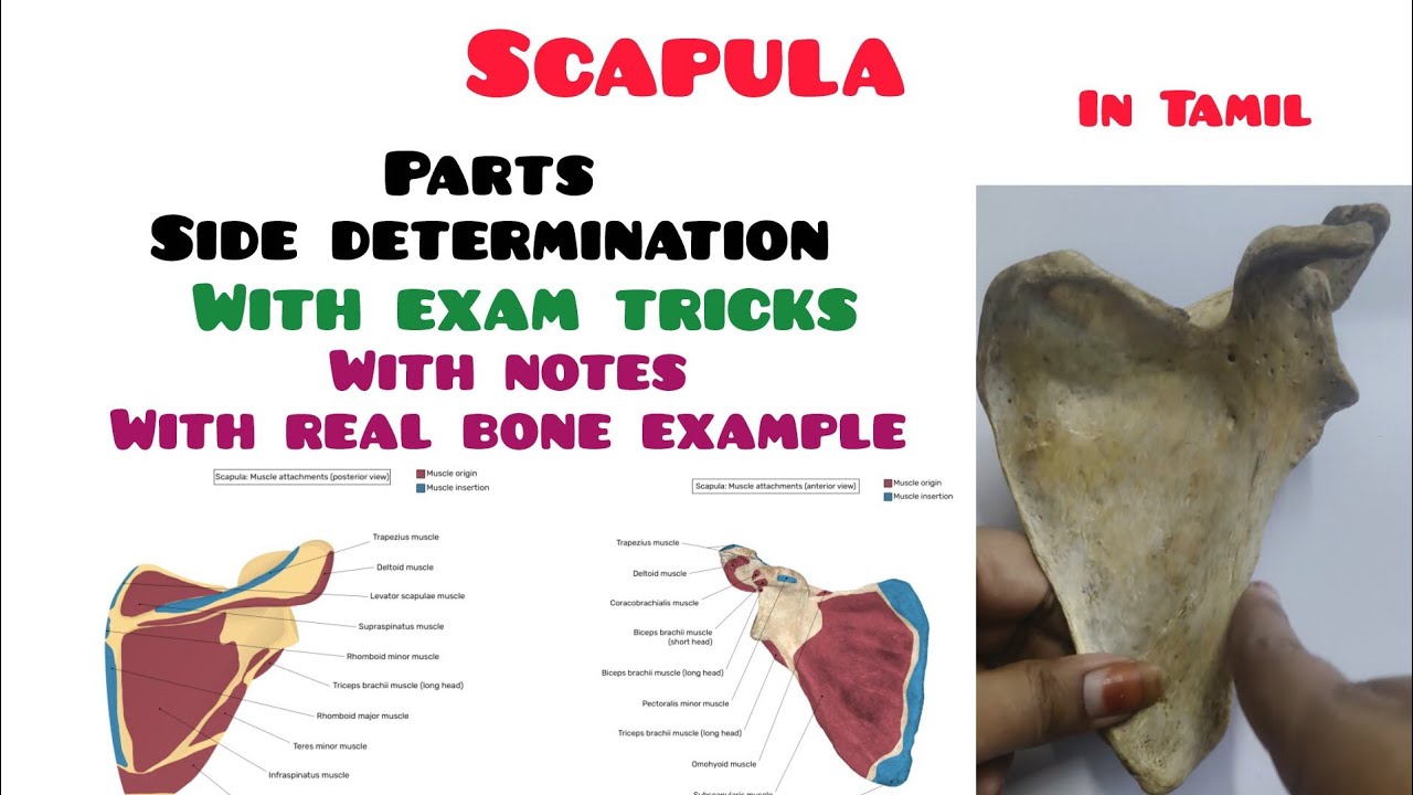 Stop memorizing❌ Scapula bone Anatomy Explained with Model✅ every student must watch ⚠️ before exam 