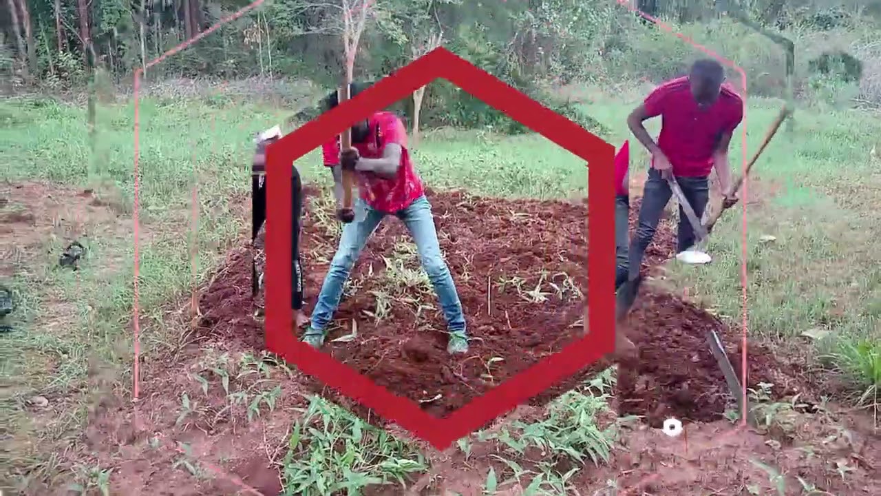 THIS IS HOW WE DO CARRY PRIMARY CULTIVATION ❤️‍🔥✌️🔥🔥💥