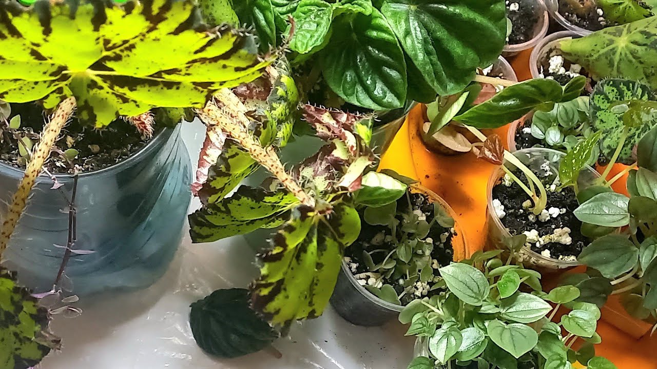 Обзор ростков пеперомий, бегоний. Посадка, подкормка. #цветыдлядома #пеперомия #бегония