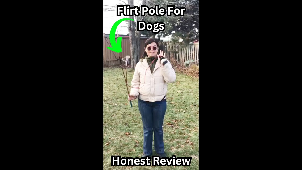 Honest Review of Flirt Pole for Dogs #fordog #dogplaying  #dogtoys