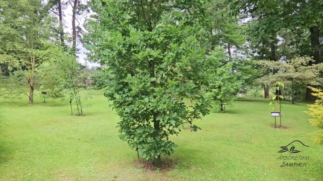 Quercus x bimundorum 'Crimschmidt' kř&iacute;ženec dubu b&iacute;l&eacute;ho a letn&iacute;ho