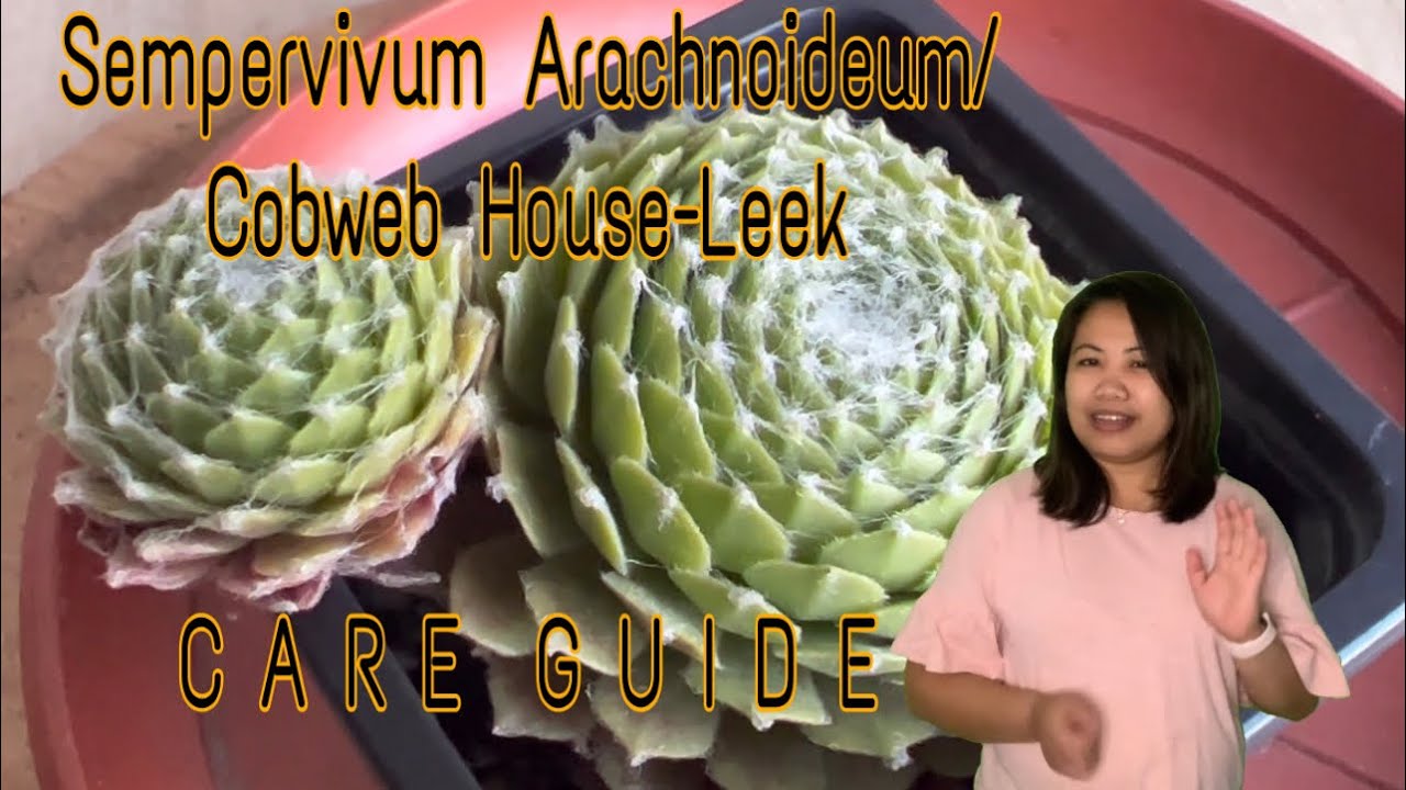 Sempervivum arachnoideum/Cobweb Houseleek/Care Guide and Propagation