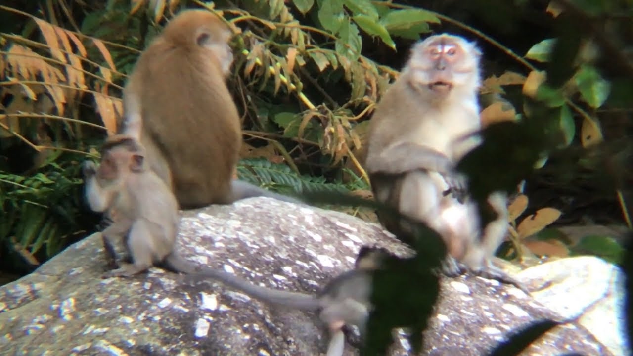 Wild monkeys playing by the river stream