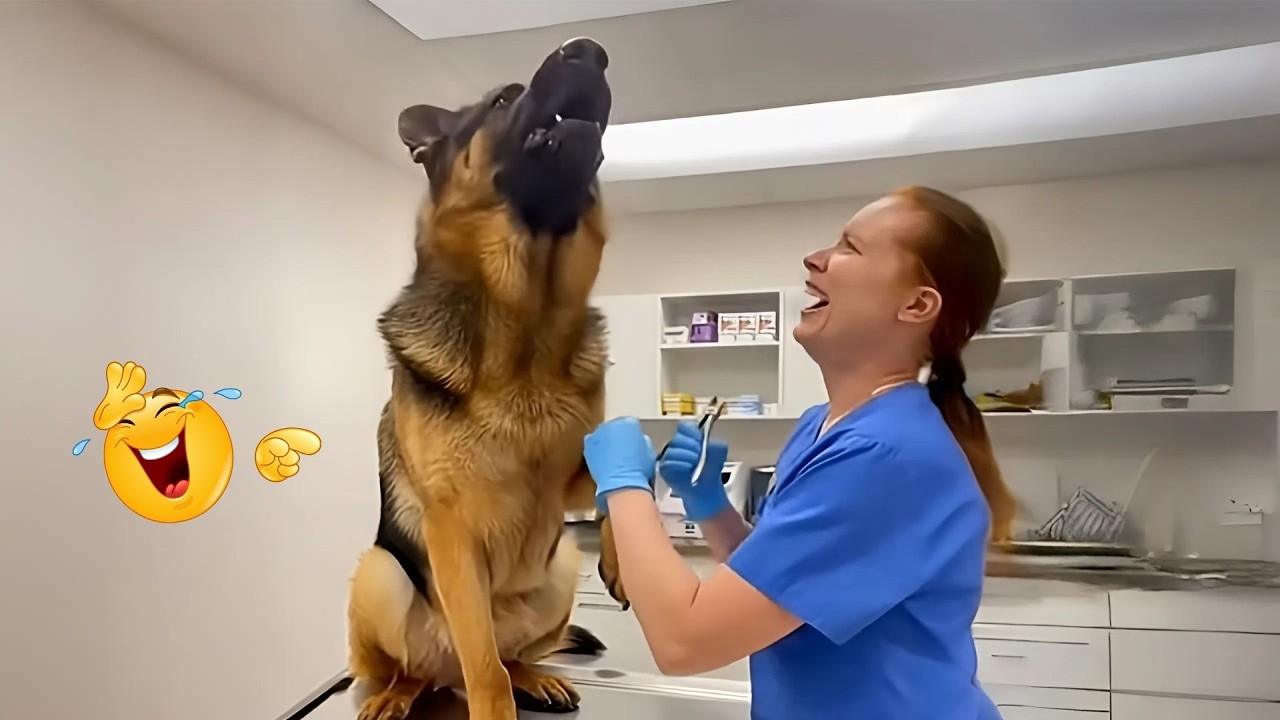 I Can’t Believe These Dogs Are Still This Funny 😂 Best Funny Dog Videos of 2026 🐶