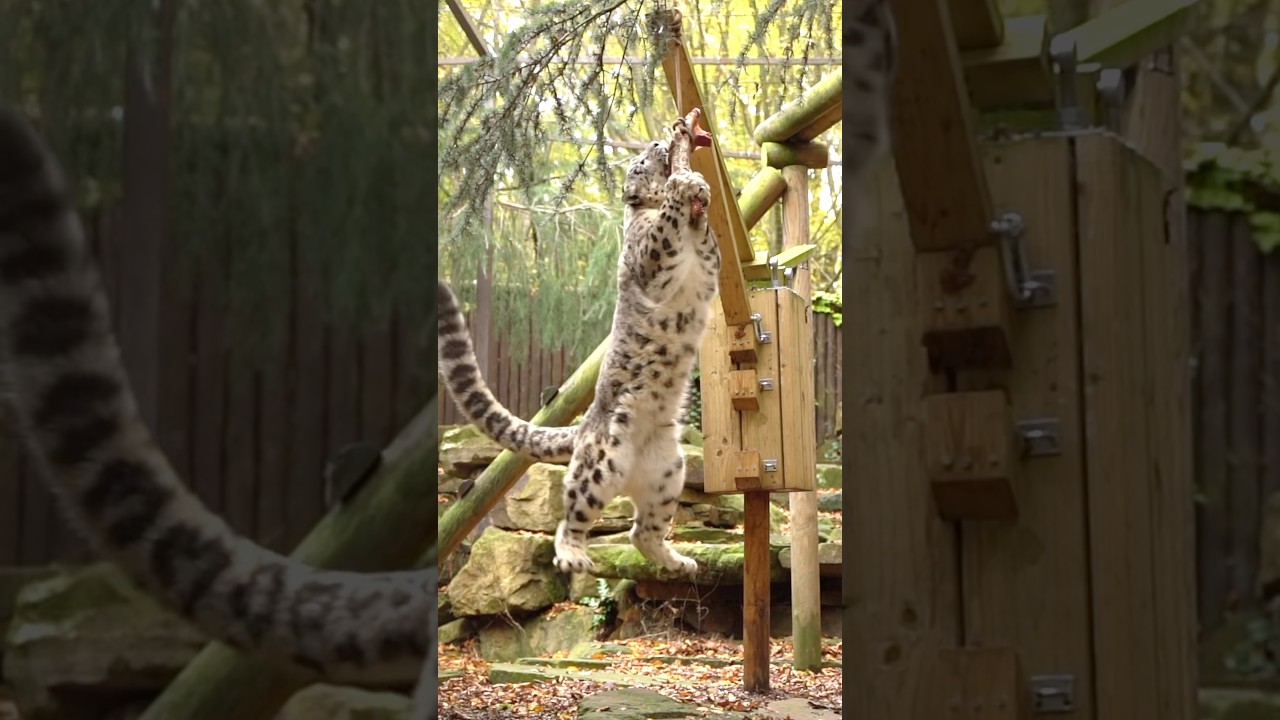 No wings, no problem! 🦅❄️ #snowleopards #leopards #jumping #bigcats #snowjoke #jump