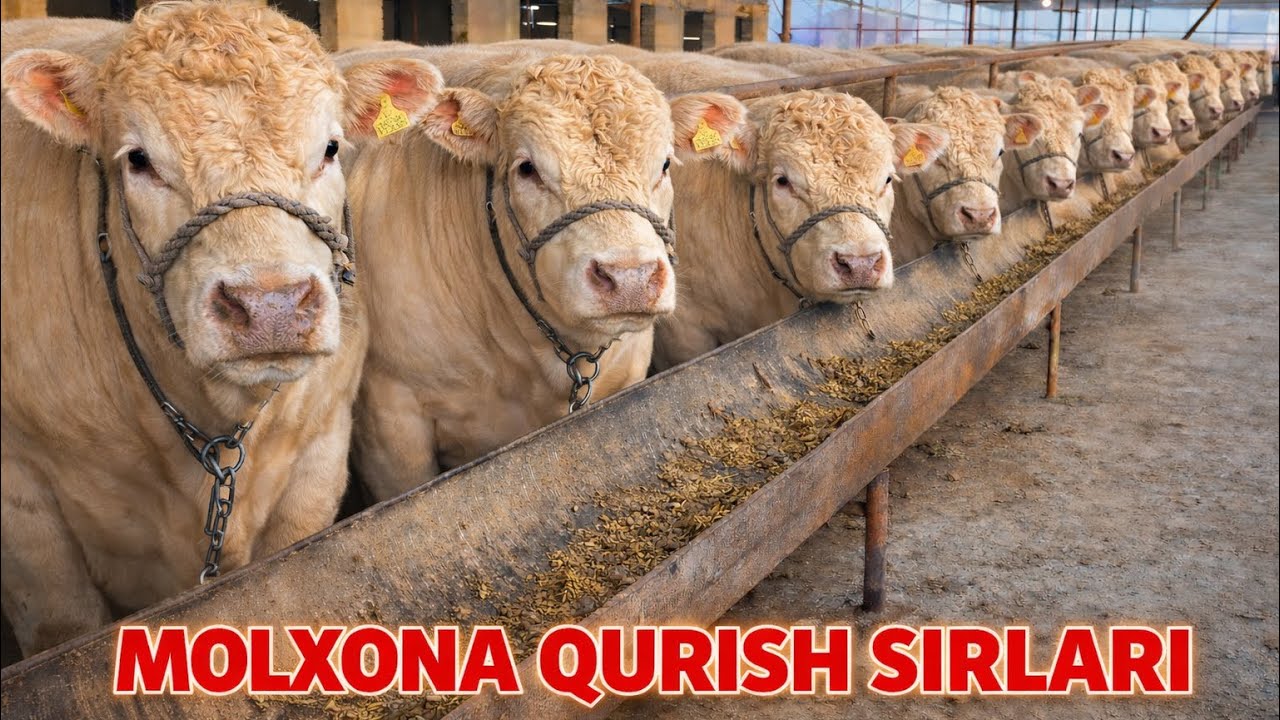 MOLXONA QURISH SIRLARI👍 BARCHA TURDAGI TOM YOPISH XIZMATLARI 17 февраля 2026 г.