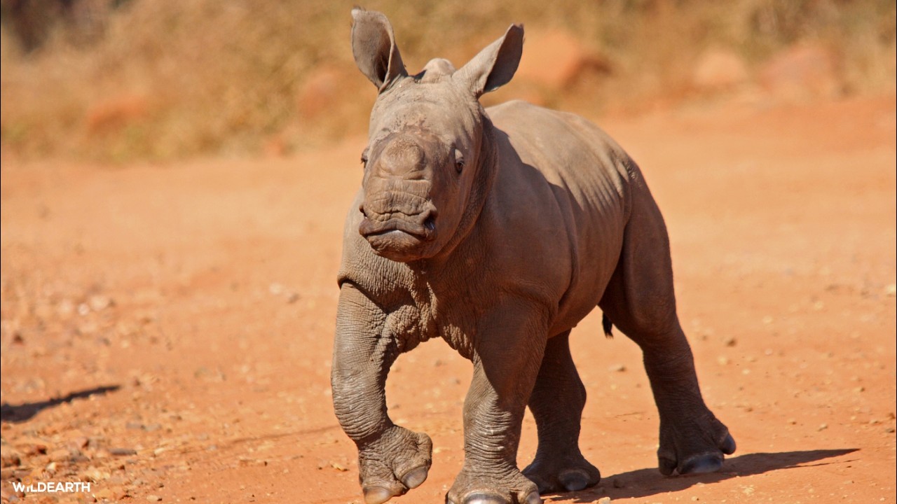 The world's most famous rhino calf - SafariLIVE Sunset - 28 February 2026