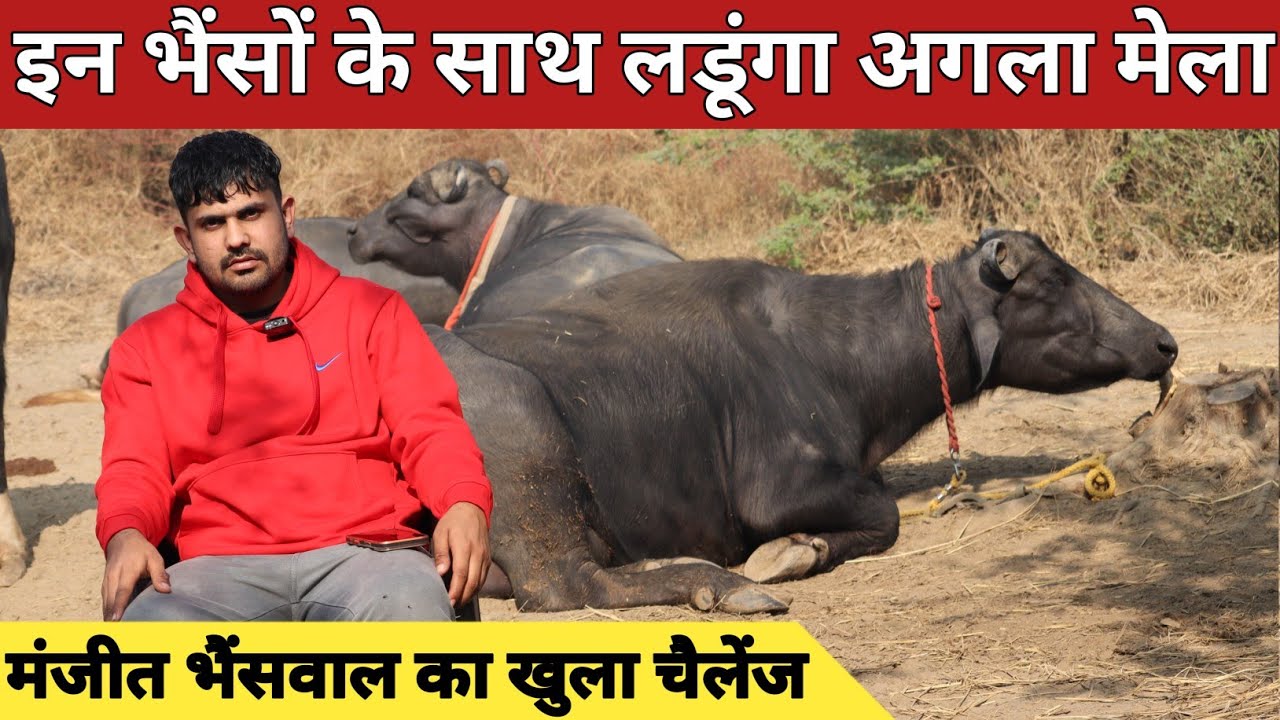 मंजीत भैंसवाल का खुला चैलेंज, इन भैंसो के साथ लडूंगा अगला मेला | Podcast with Manjeet Malik - Part 2