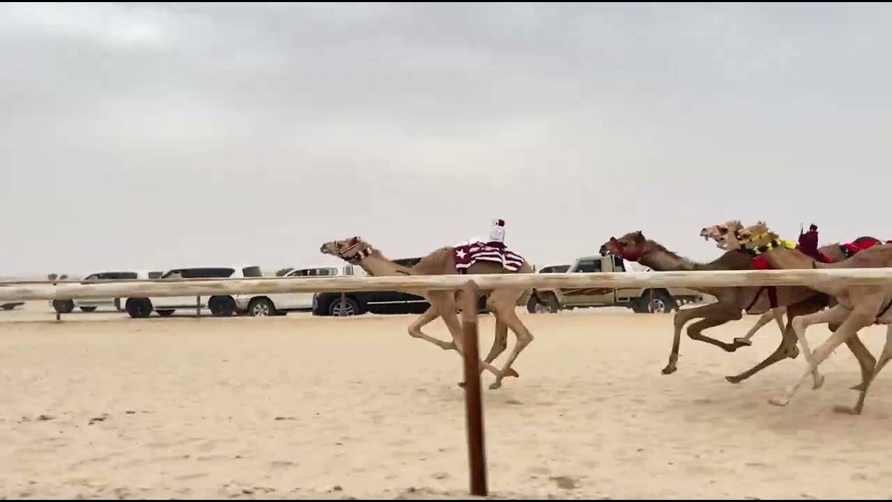 الشوط 2 ابشر / علي محمد العمشري 