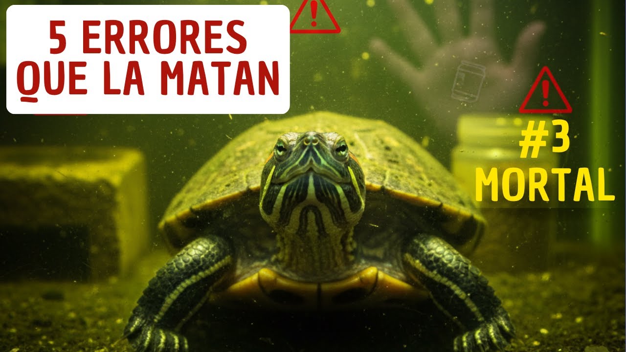 5 errores que matan a tu tortuga en casa
