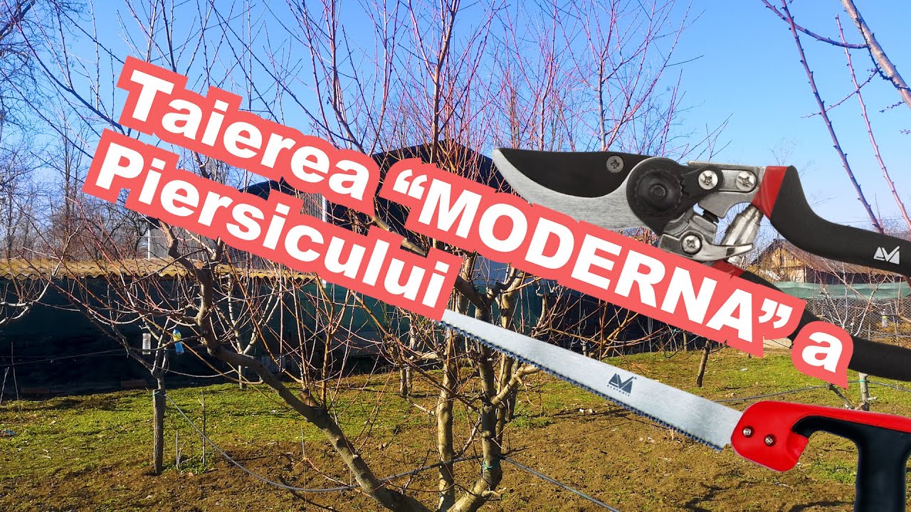 Tăierea 