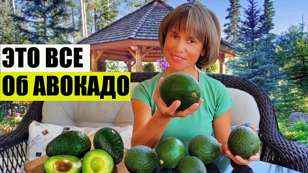 А Все ли Вы Знаете об Авокадо?