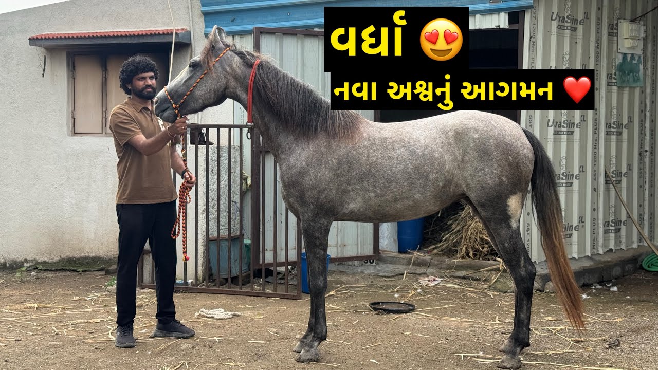 વર્ધા ❤️ | Jay Sakariya | New Horse | Kathiyavadi Horse | Horse love | Horse Riding | Equestrian 