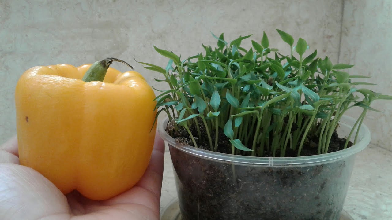 Paano Magtanim ng Bell Pepper(taban) | How to grow bell pepper  (capsicum) at Home