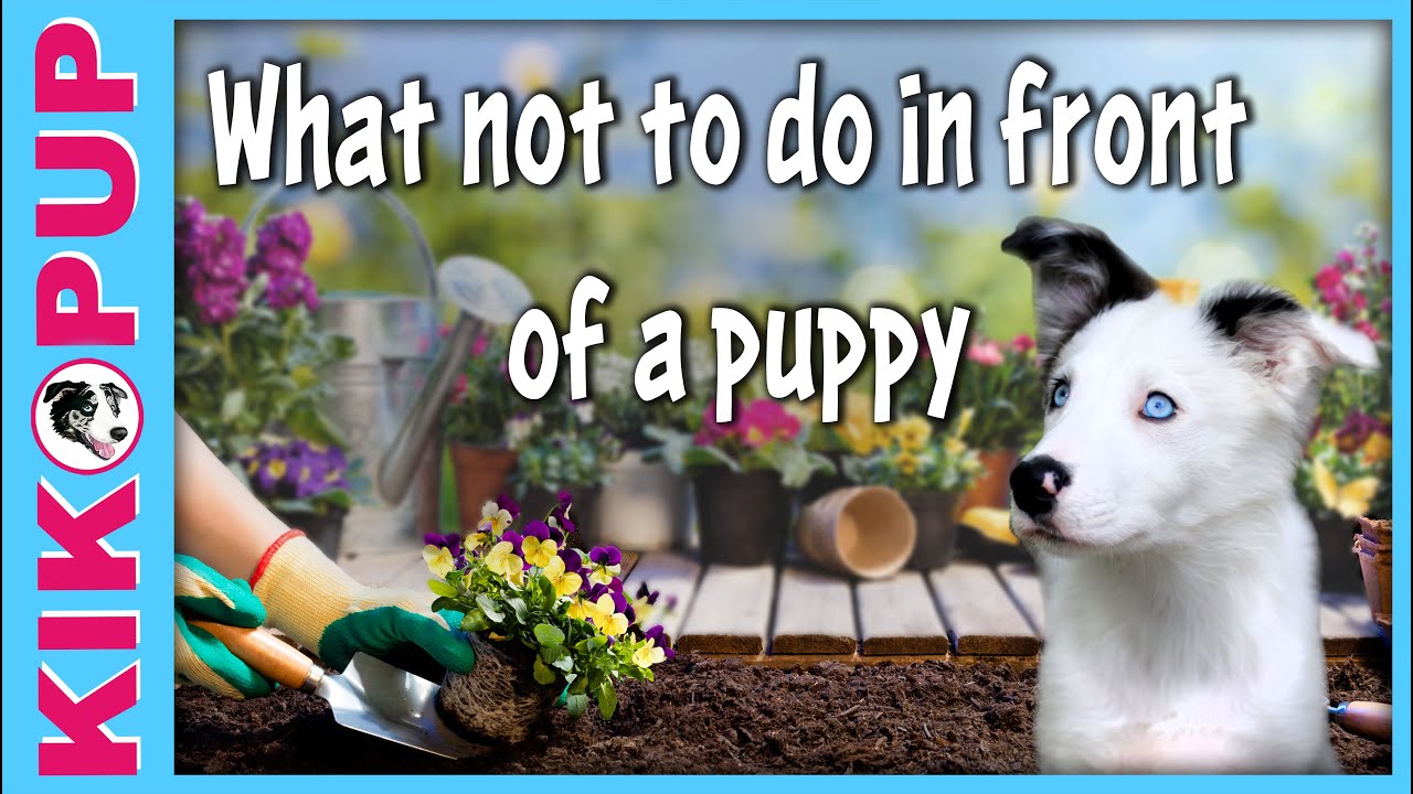 What NOT to do in front of a puppy