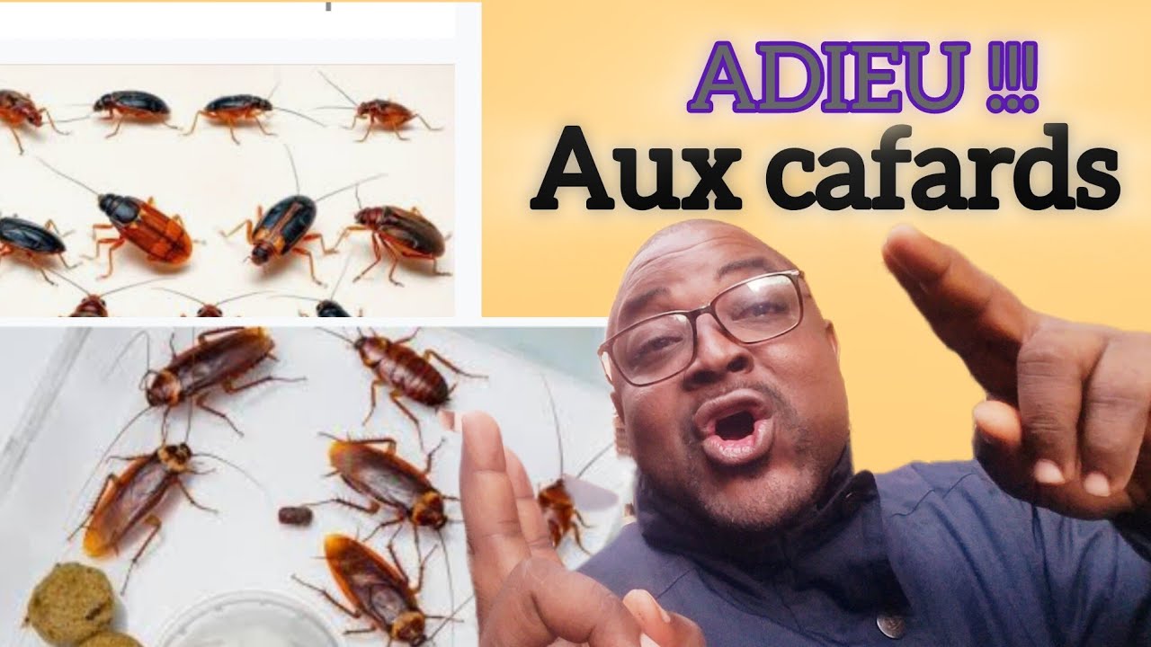 DITES ADIEU AUX CAFARDS DANS VOS MAISONS ET DANS VOS FERMES | astuce de grand-mère.