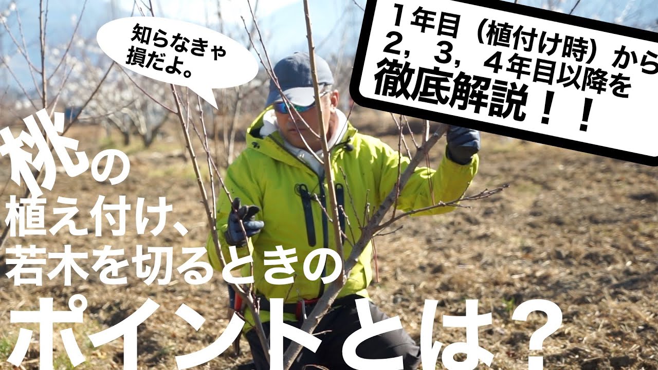 桃の剪定　植え付けと若木の剪定のお話