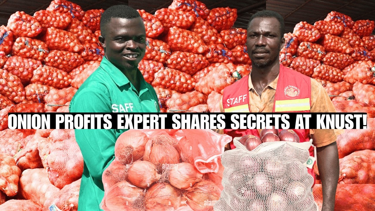KNUST ONION PROFITS SECRETS SHARED BY EXPERT!