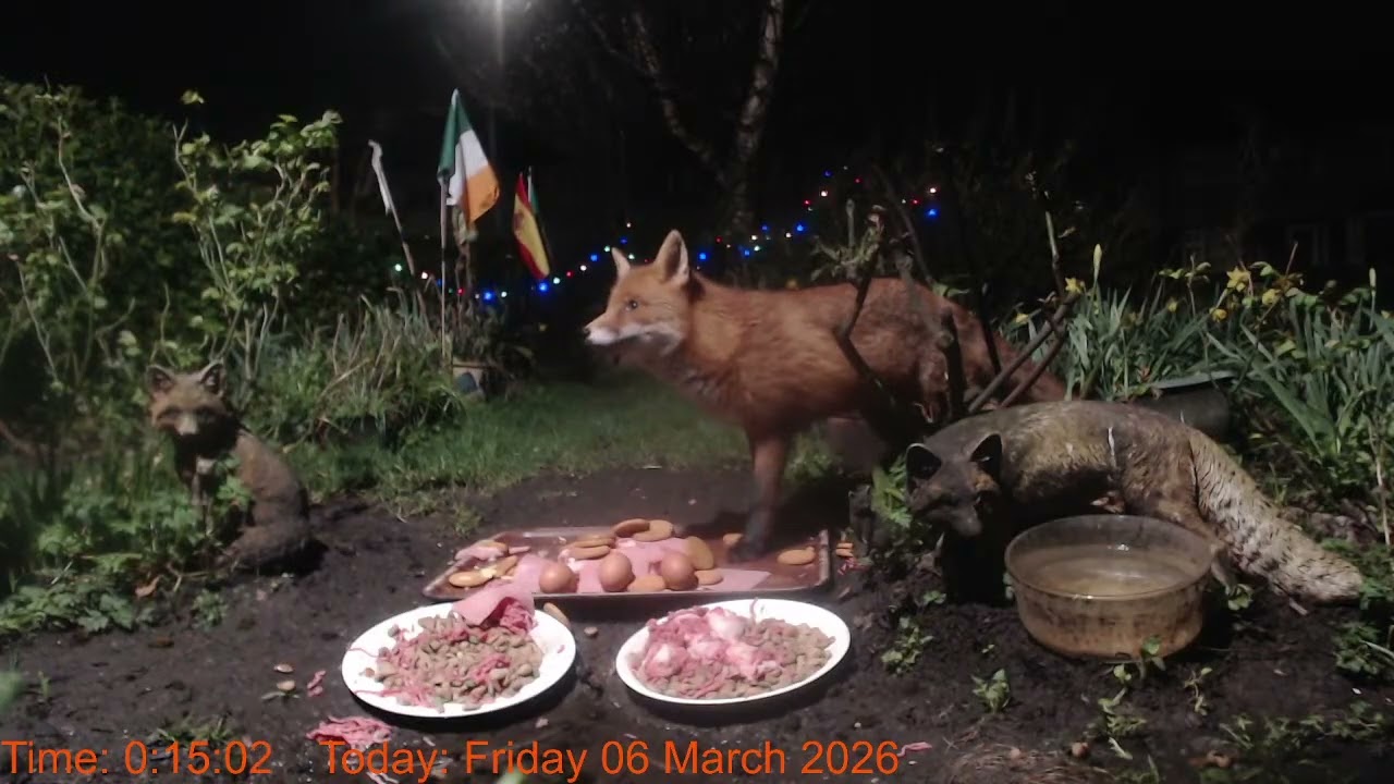 Foxheaven Dublin Ireland Livestream