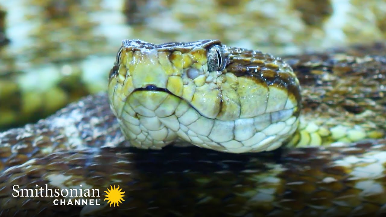 How Gorgona Snakes Killed Spanish Conquistadores 🐍  | Smithsonian Channel